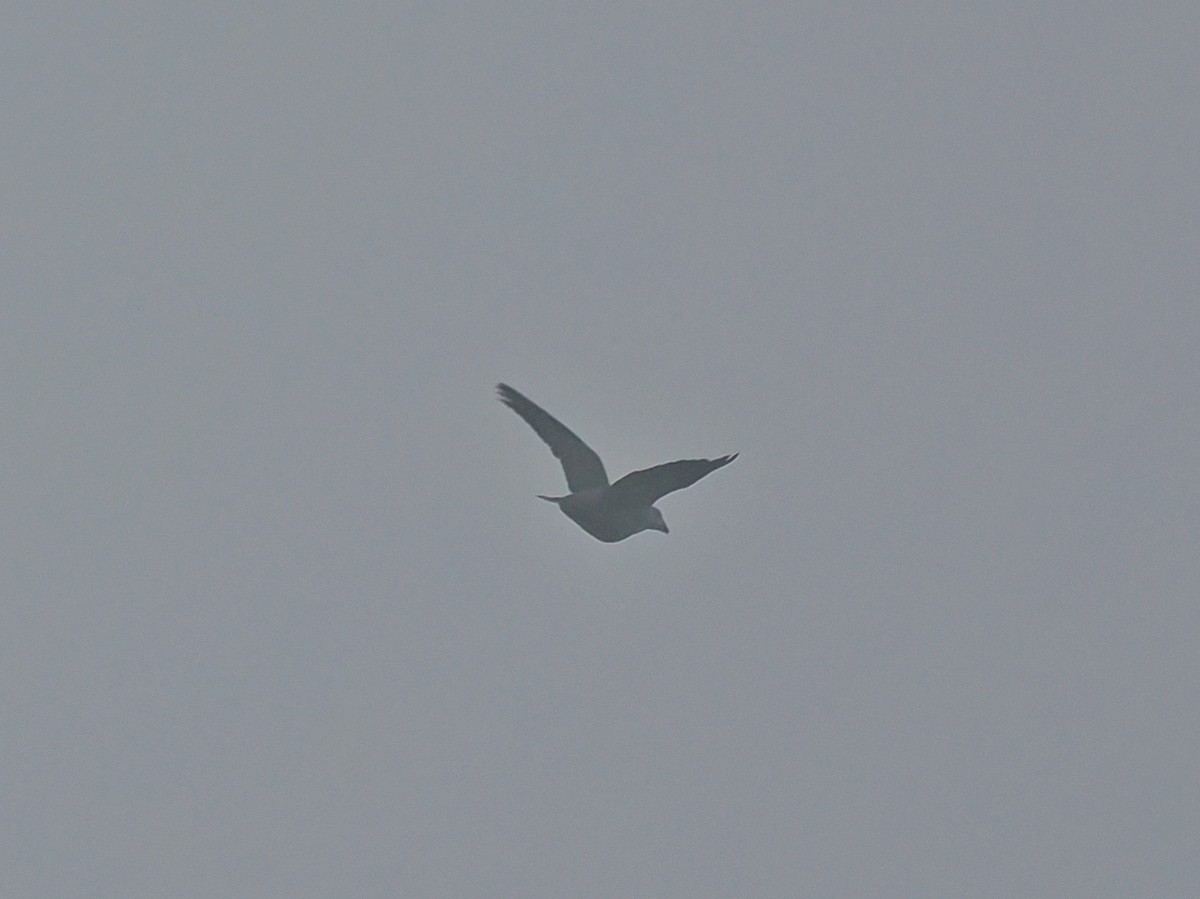holub světlebřichý - ML520897141