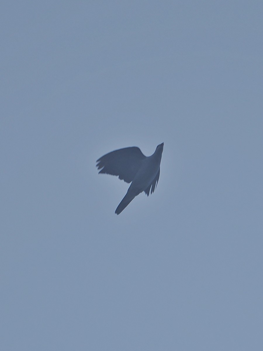 holub světlebřichý - ML520897161