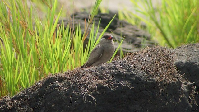 Rock Pratincole - ML520897421