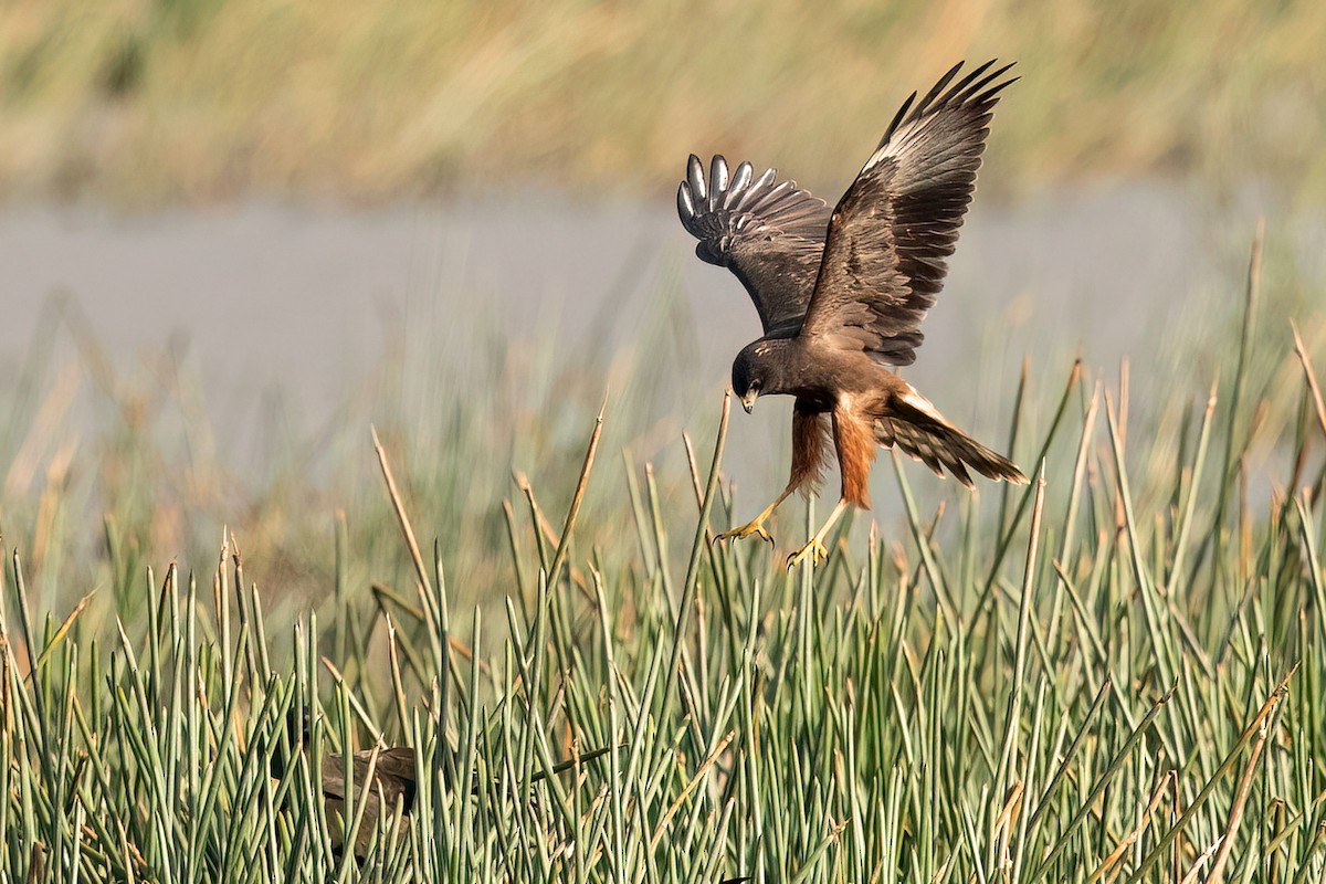 Swamp Harrier - ML520897451