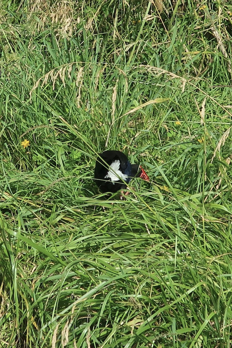 Australasian Swamphen - ML520897661