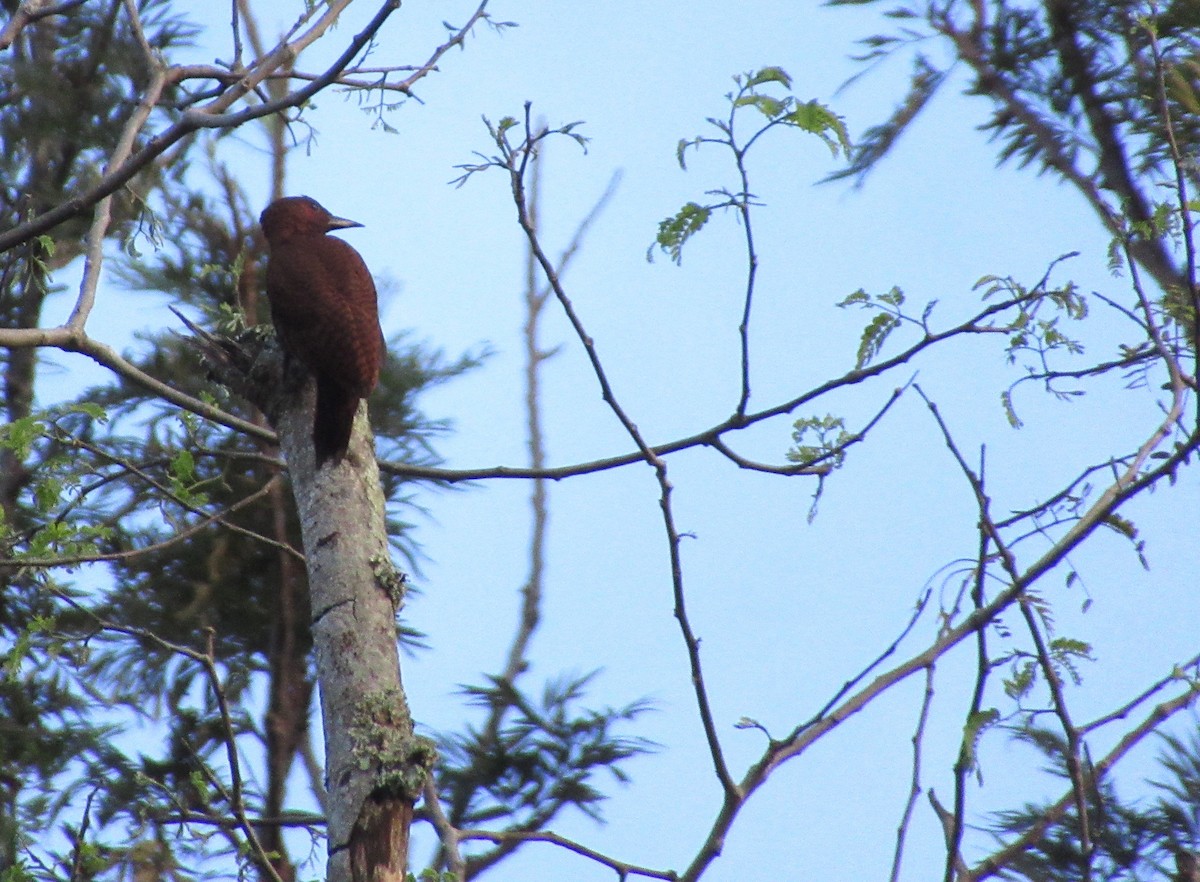 Rufous Woodpecker - ML520902201