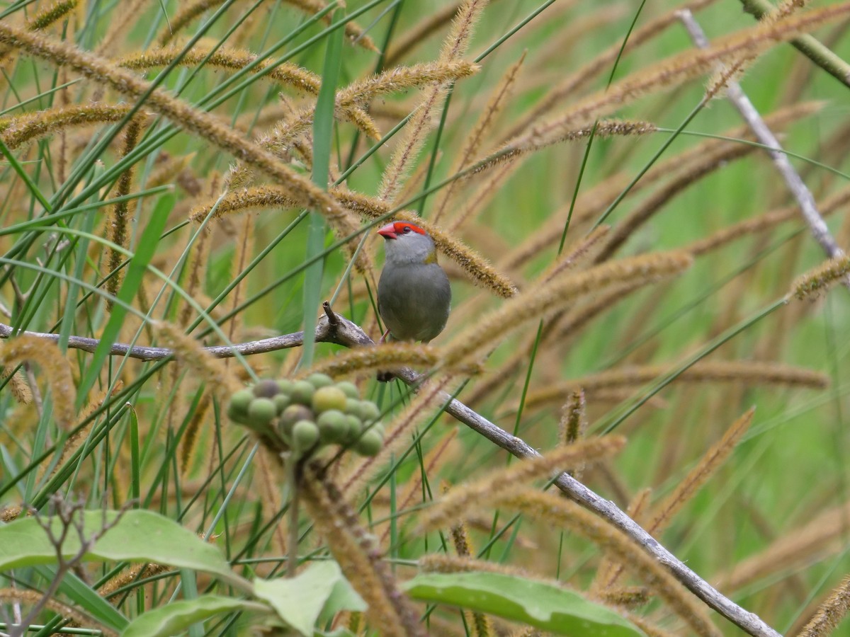 Red-browed Firetail - ML520904361