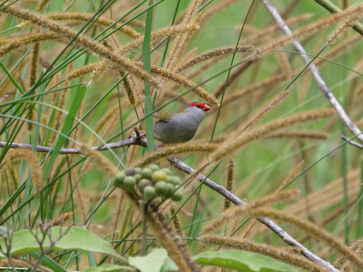 Red-browed Firetail - ML520904371