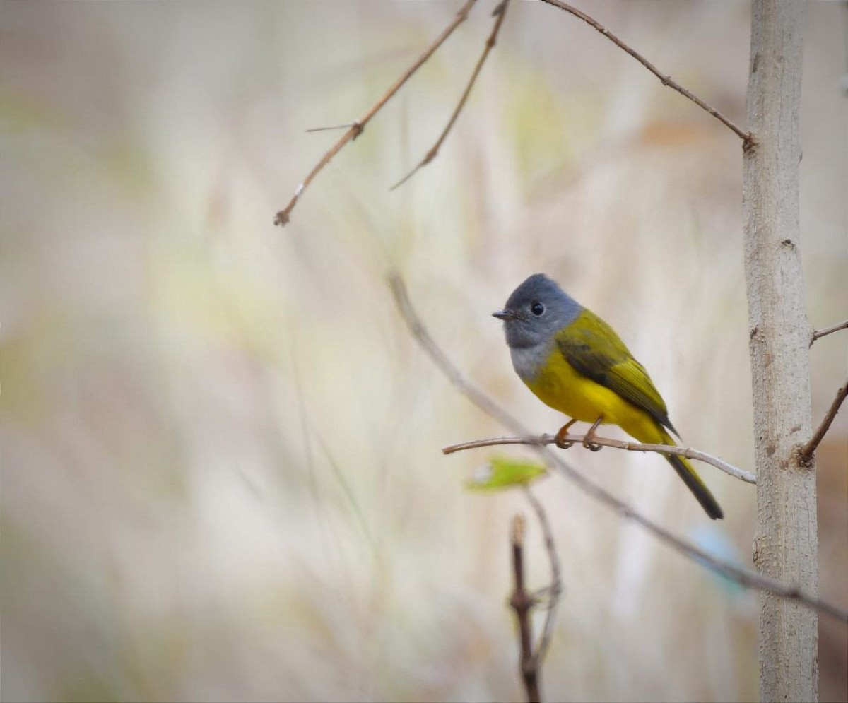 Gray-headed Canary-Flycatcher - ML520905451