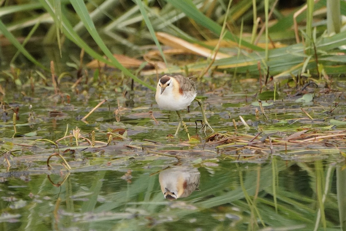 Lesser Jacana - ML520905551