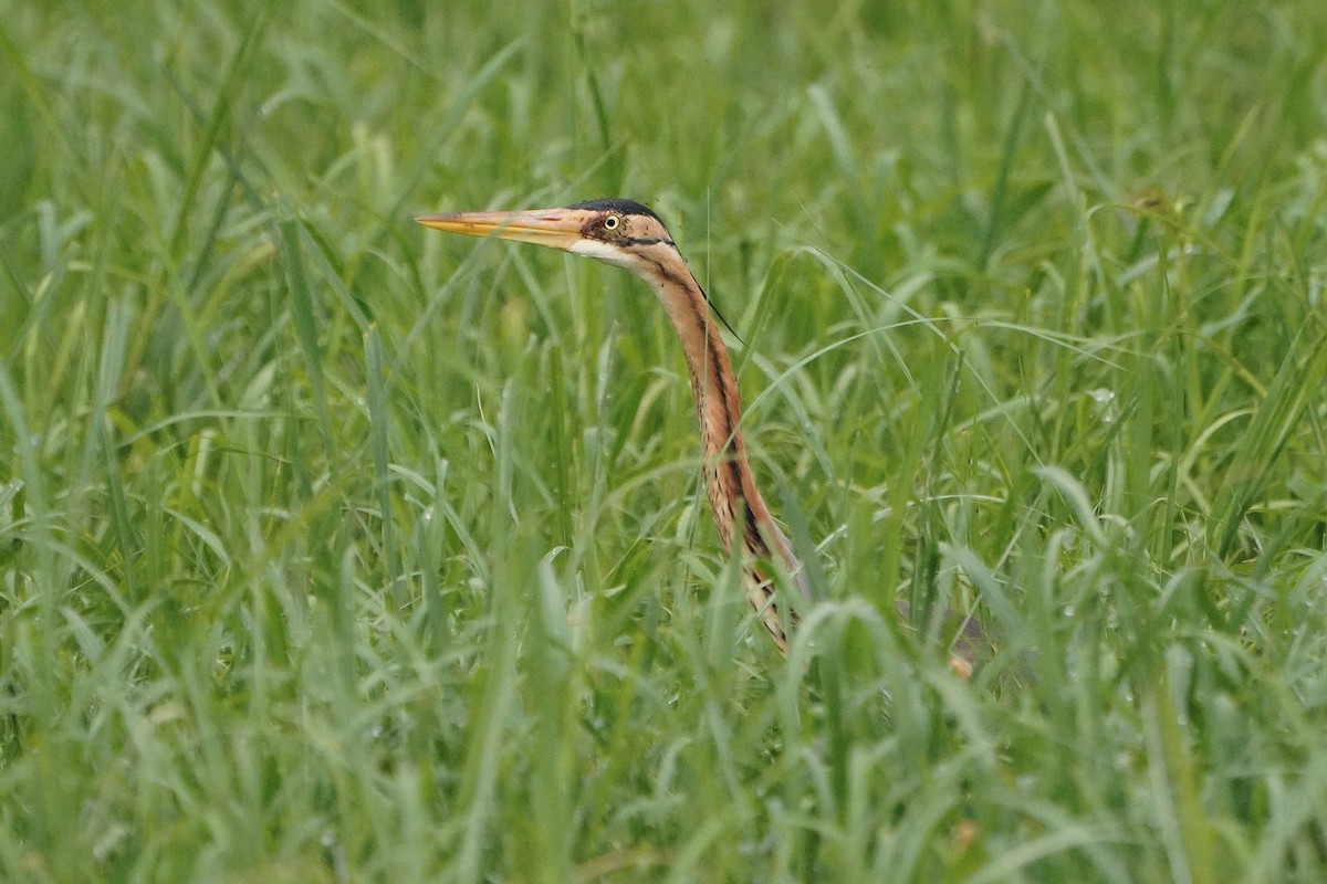 Purple Heron - ML520905681