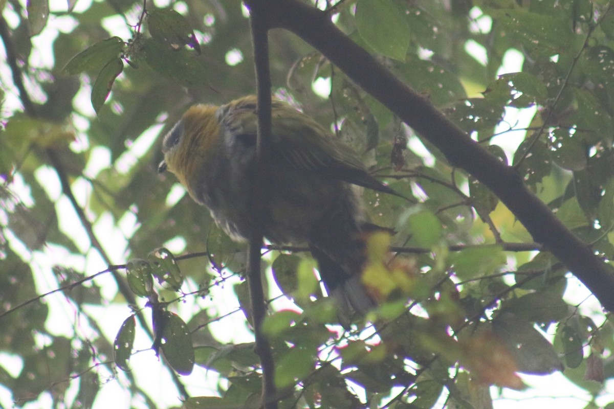 Yellow-footed Green-Pigeon - ML520906051