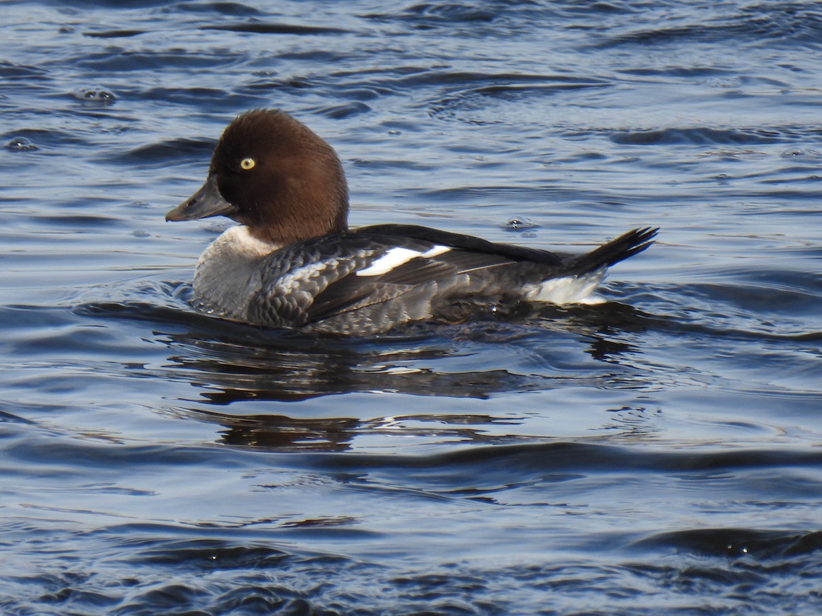 Common Goldeneye - ML520906751