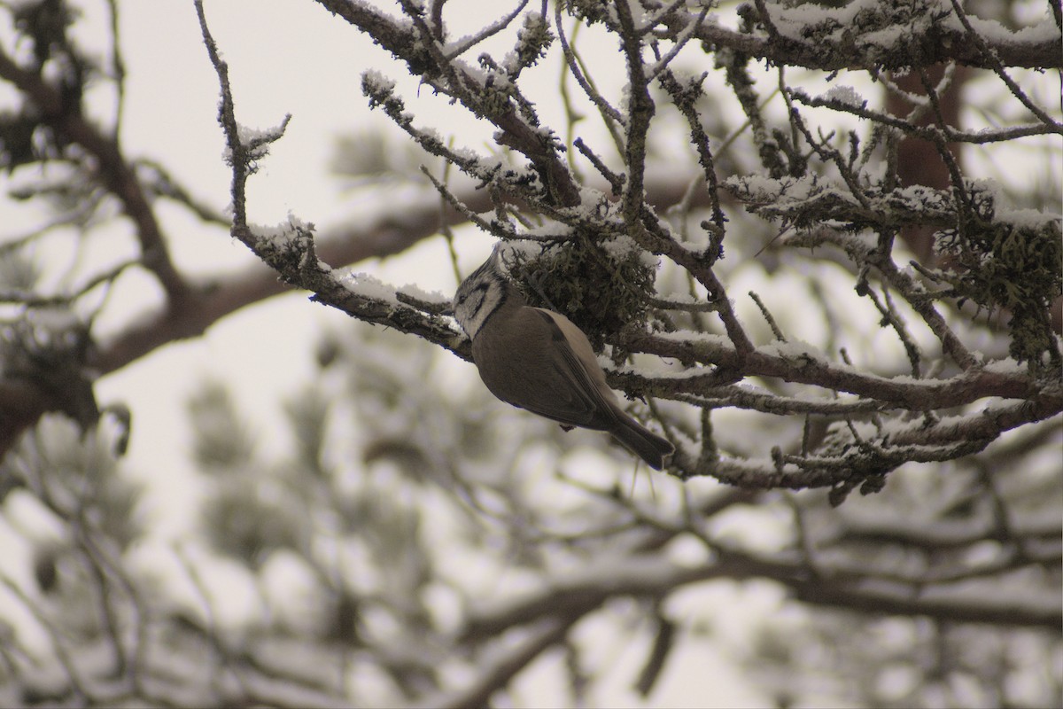 Crested Tit - ML520907571