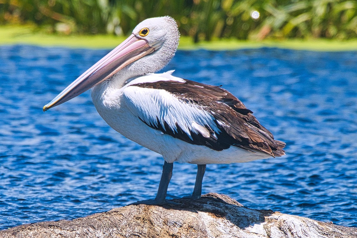 Australian Pelican - Alfons  Lawen