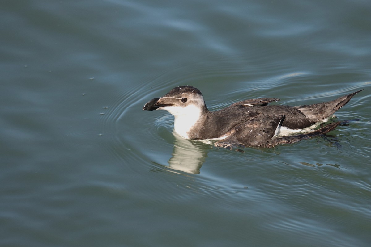 Razorbill - ML520908861