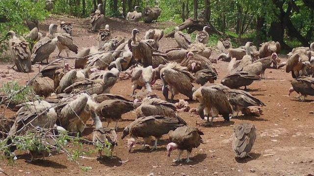 Hooded Vulture - ML520908941