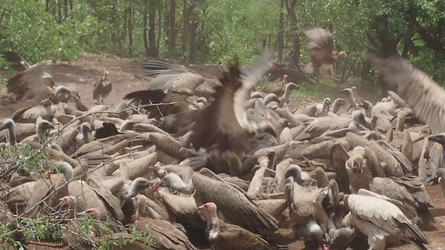 White-backed Vulture - ML520908991