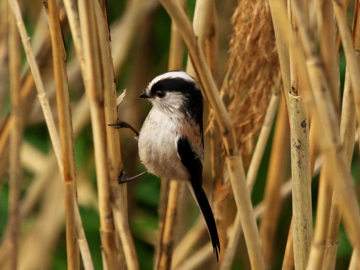 ML520909471 - Long-tailed Tit - Macaulay Library