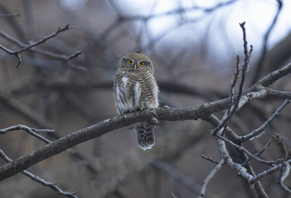 Asian Barred Owlet - Waseem Bhat