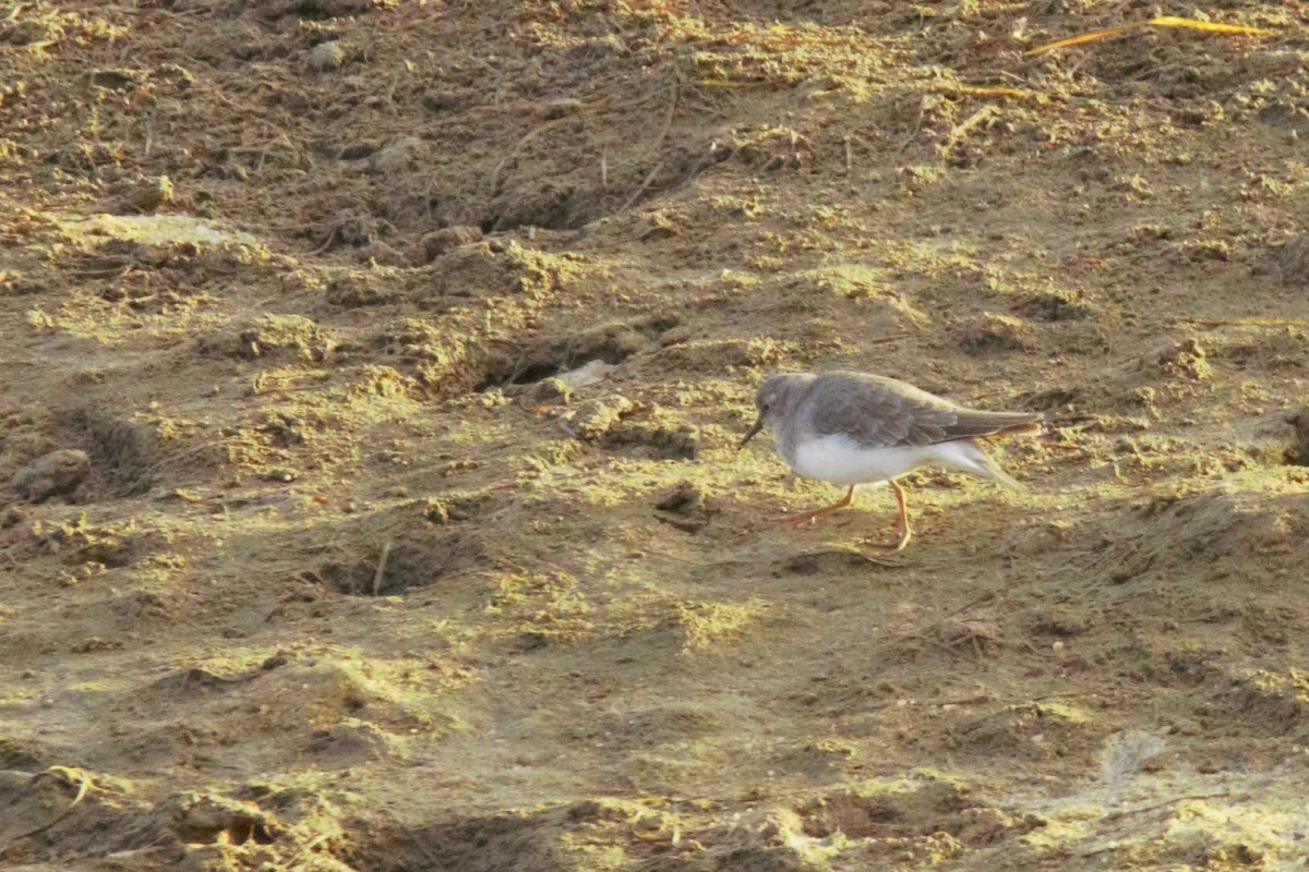 Temminck's Stint - ML520910251