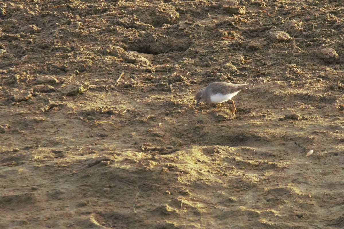 Temminck's Stint - Tiago Guerreiro