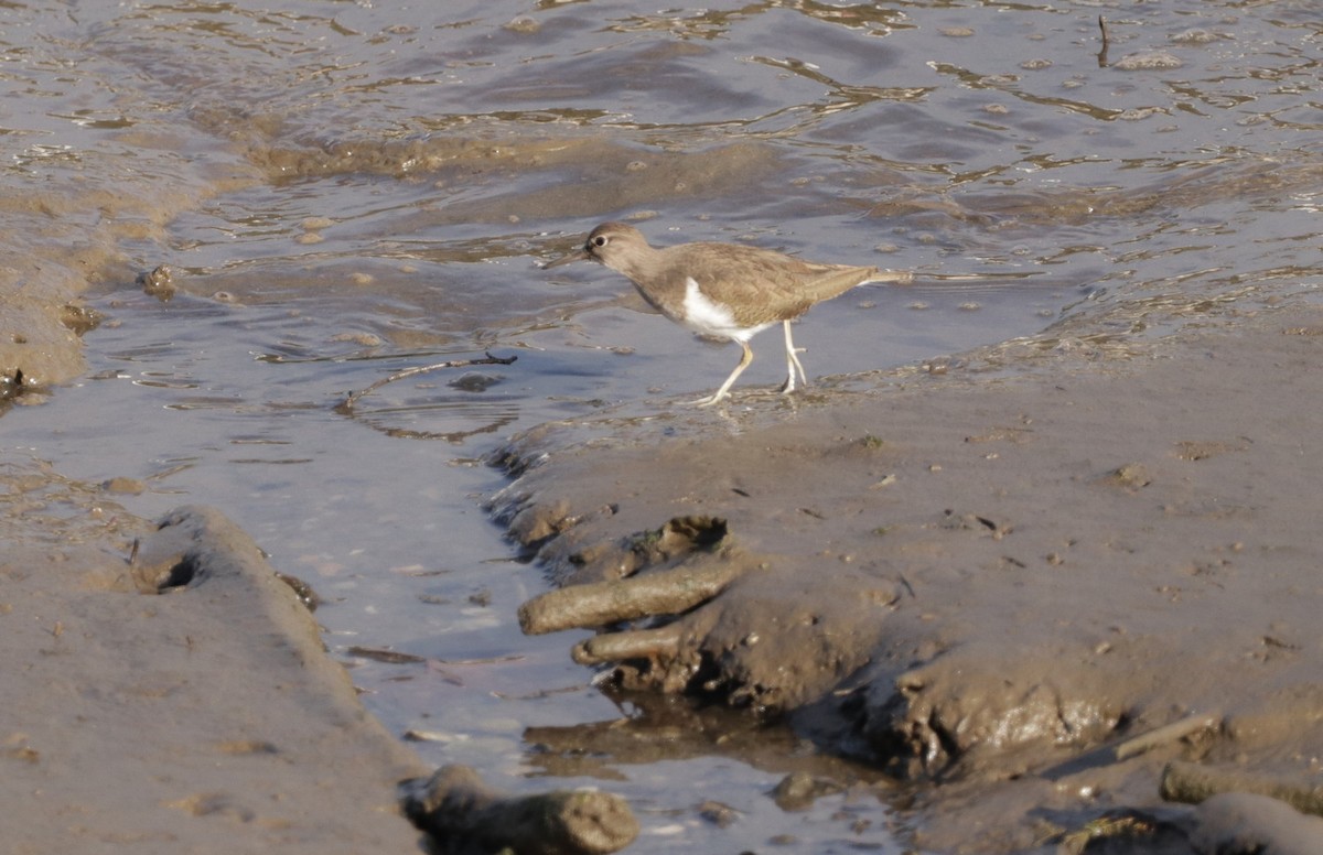 Common Sandpiper - ML520910921