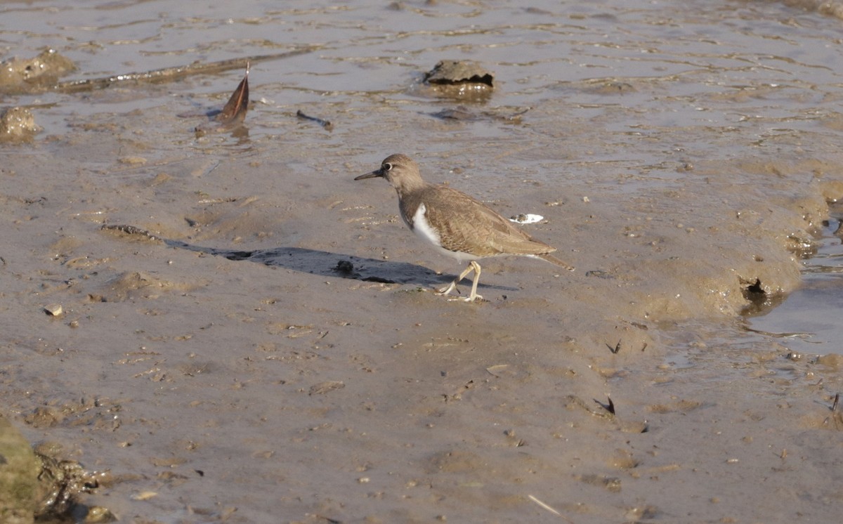 Common Sandpiper - ML520910931