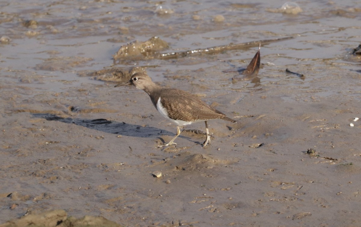 Common Sandpiper - ML520910941