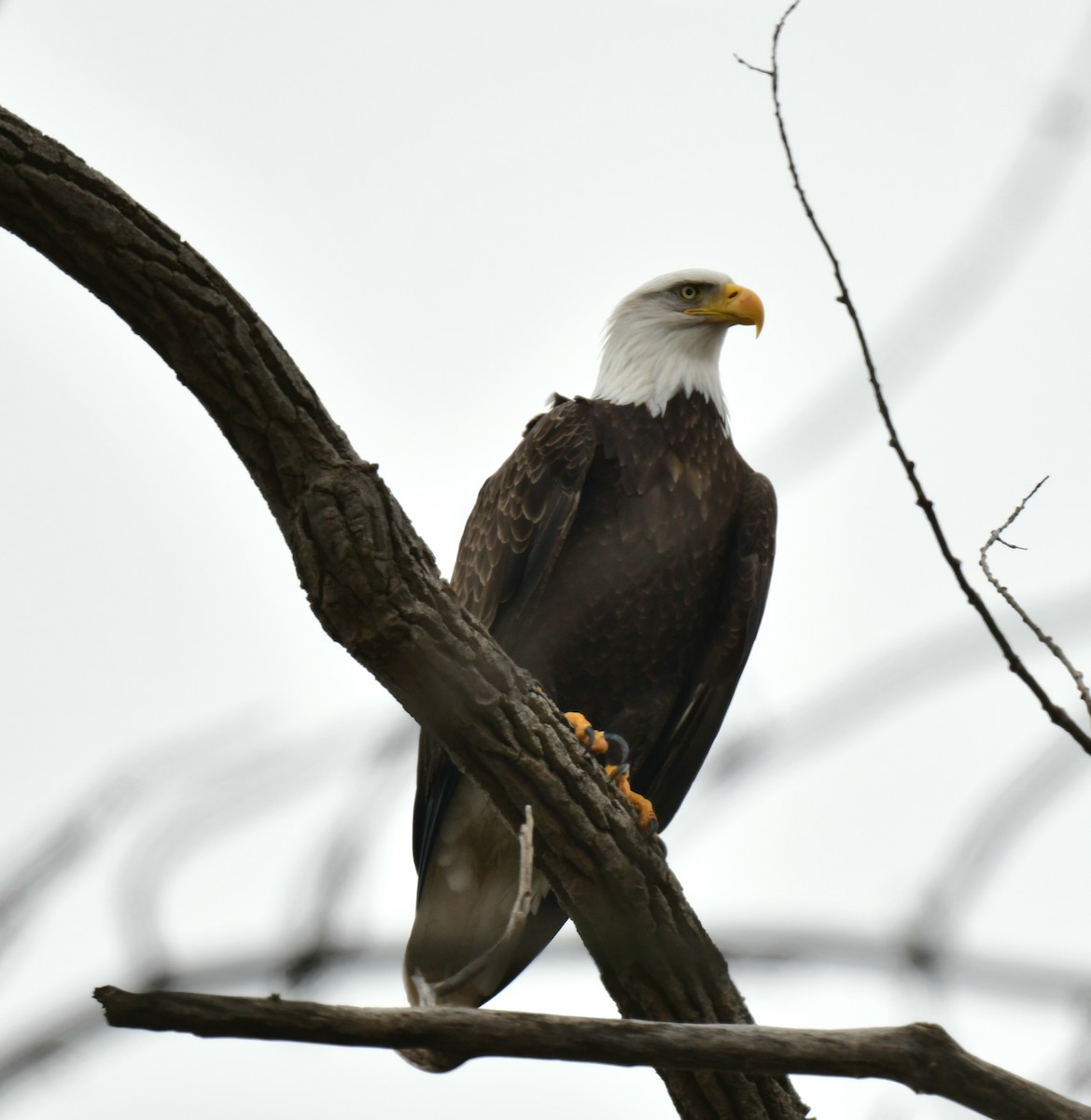 Bald Eagle - ML520911141