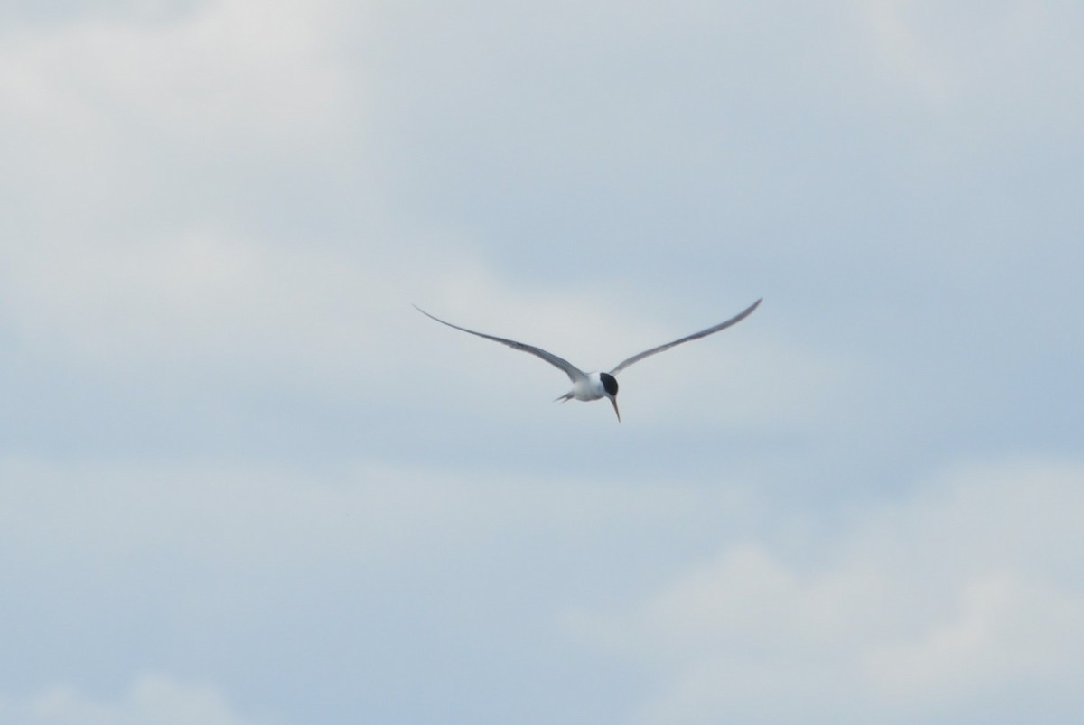 Great Crested Tern - ML520913621