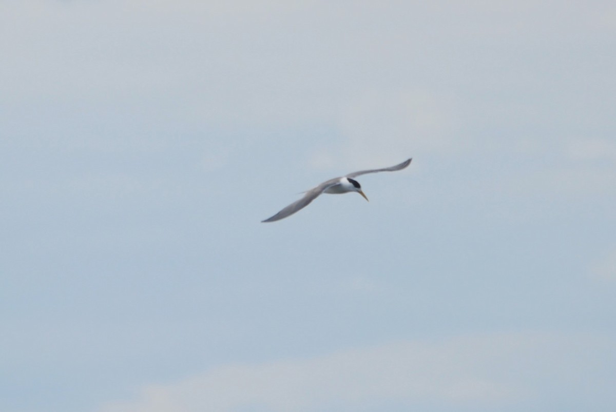 Great Crested Tern - ML520913681