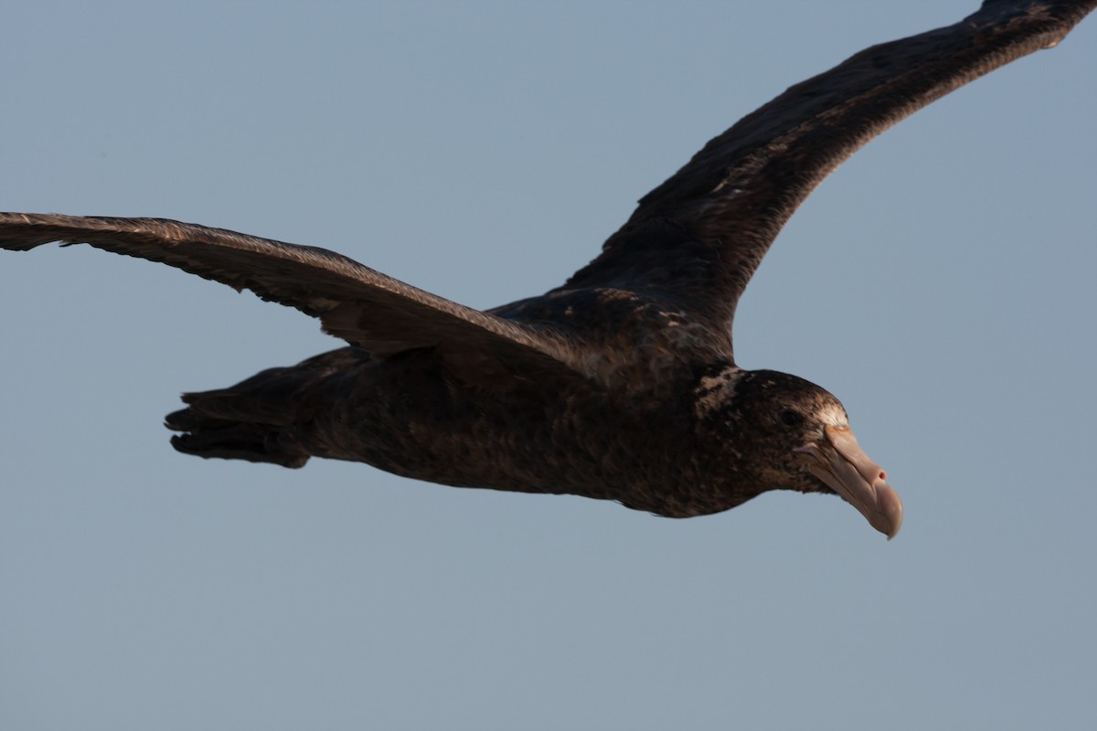 Northern Giant-Petrel - ML520914661