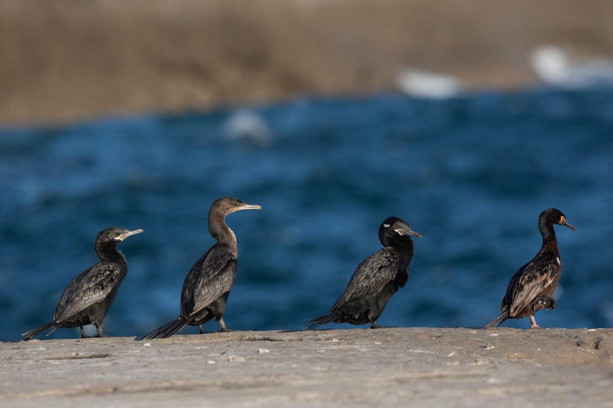 Neotropic Cormorant - ML520914711