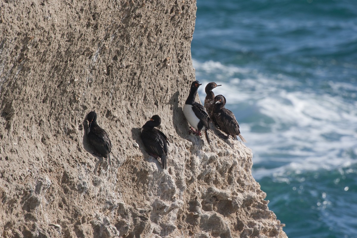 Neotropic Cormorant - ML520914721