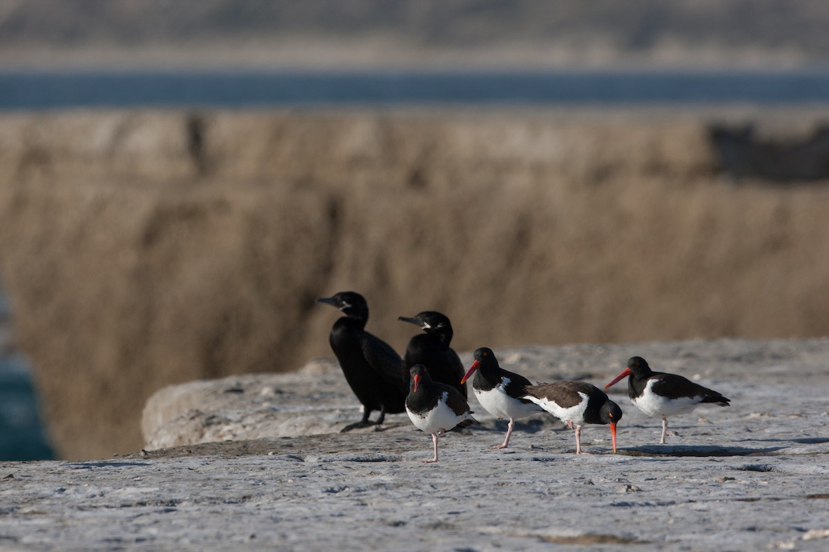 American Oystercatcher - ML520914791