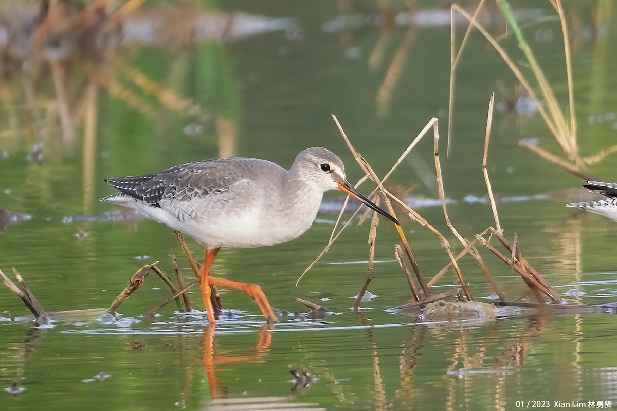 Spotted Redshank - ML520915061