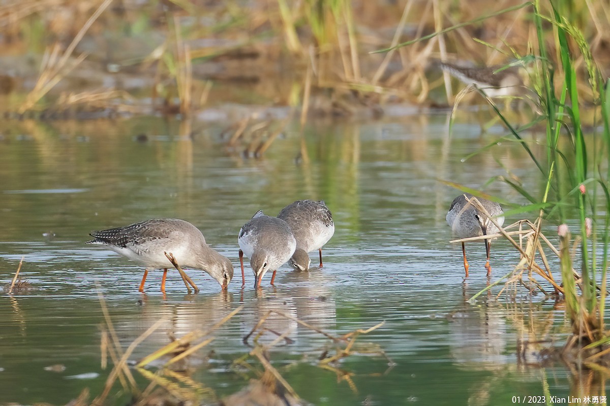 Spotted Redshank - ML520915071