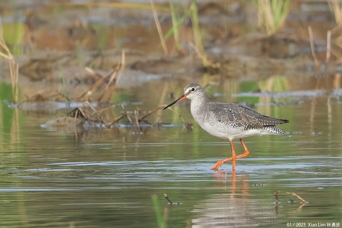 Spotted Redshank - ML520915081