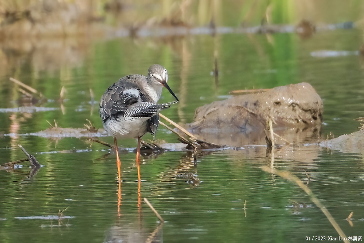 Spotted Redshank - ML520915091