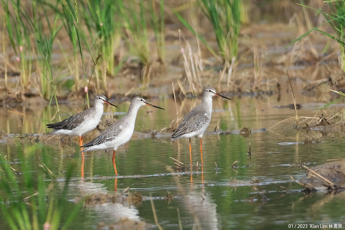 Spotted Redshank - ML520915101