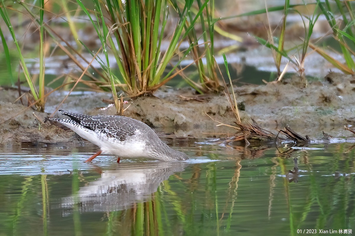 Spotted Redshank - ML520915111