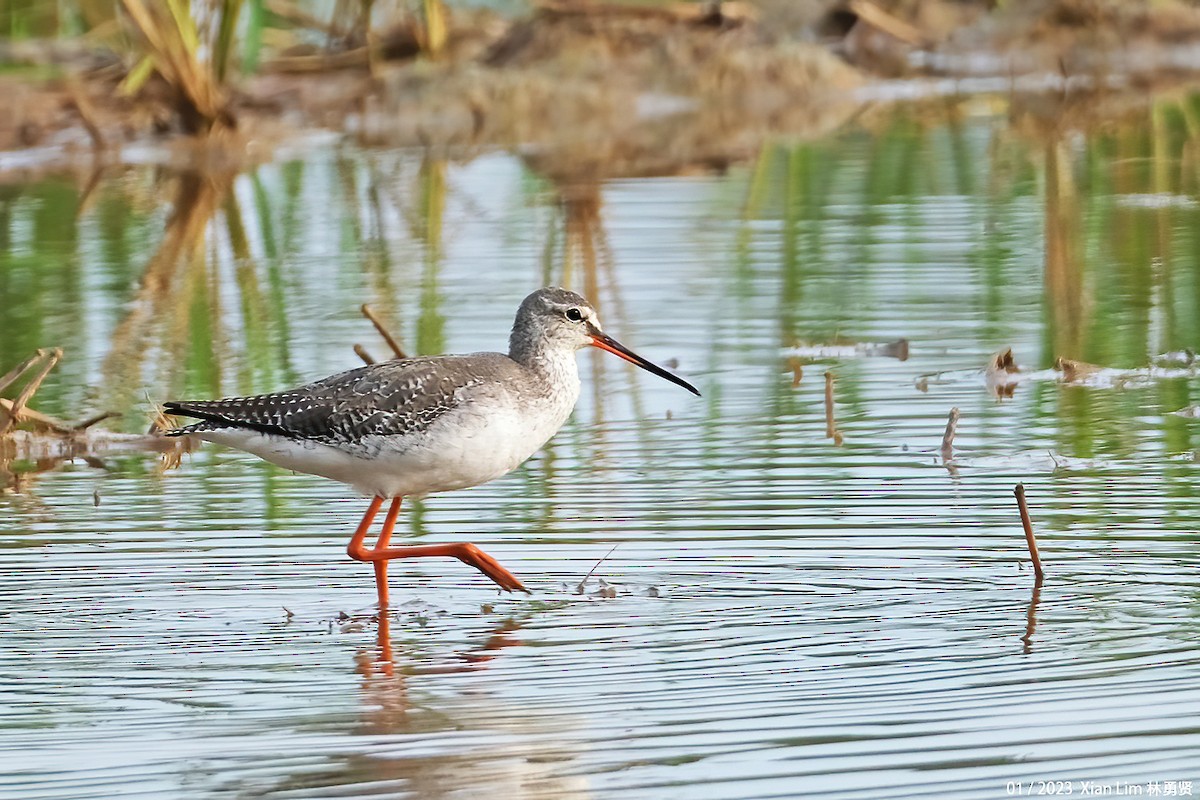 Spotted Redshank - ML520915121