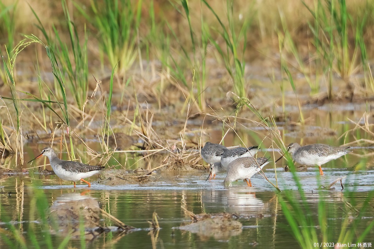 Spotted Redshank - ML520915131