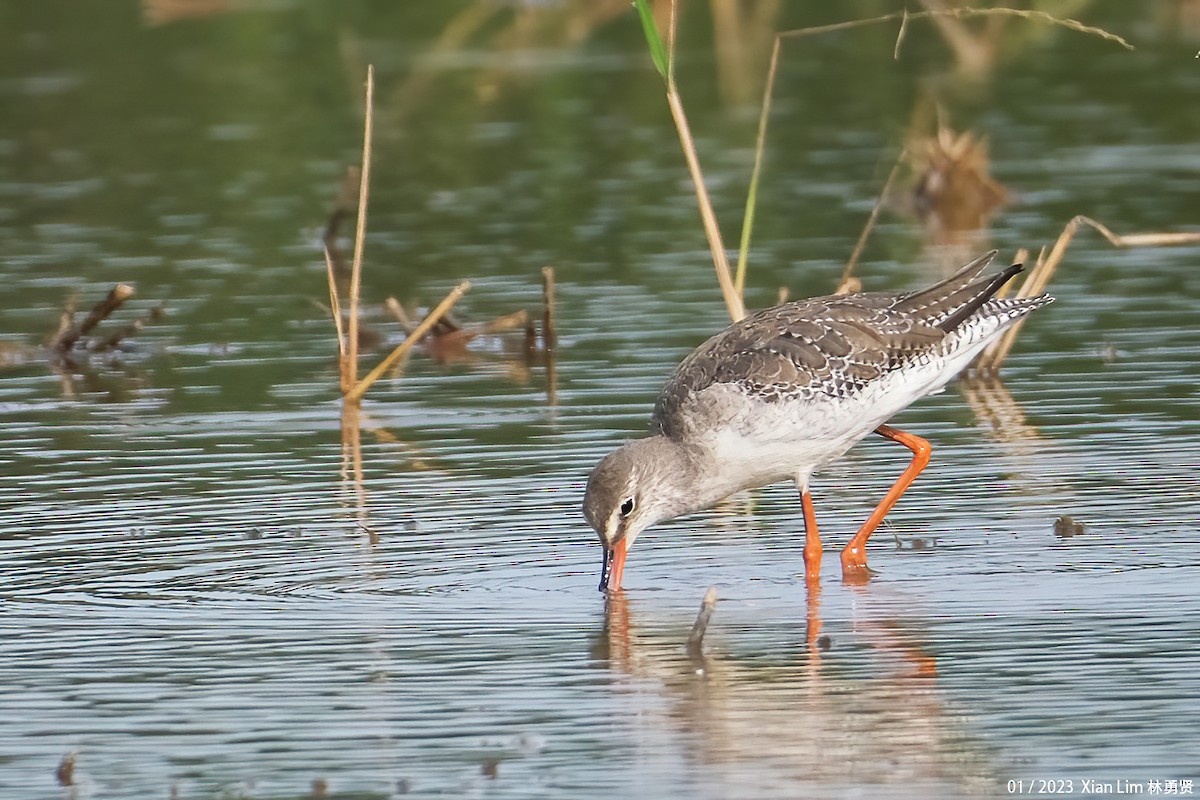 Spotted Redshank - ML520915141