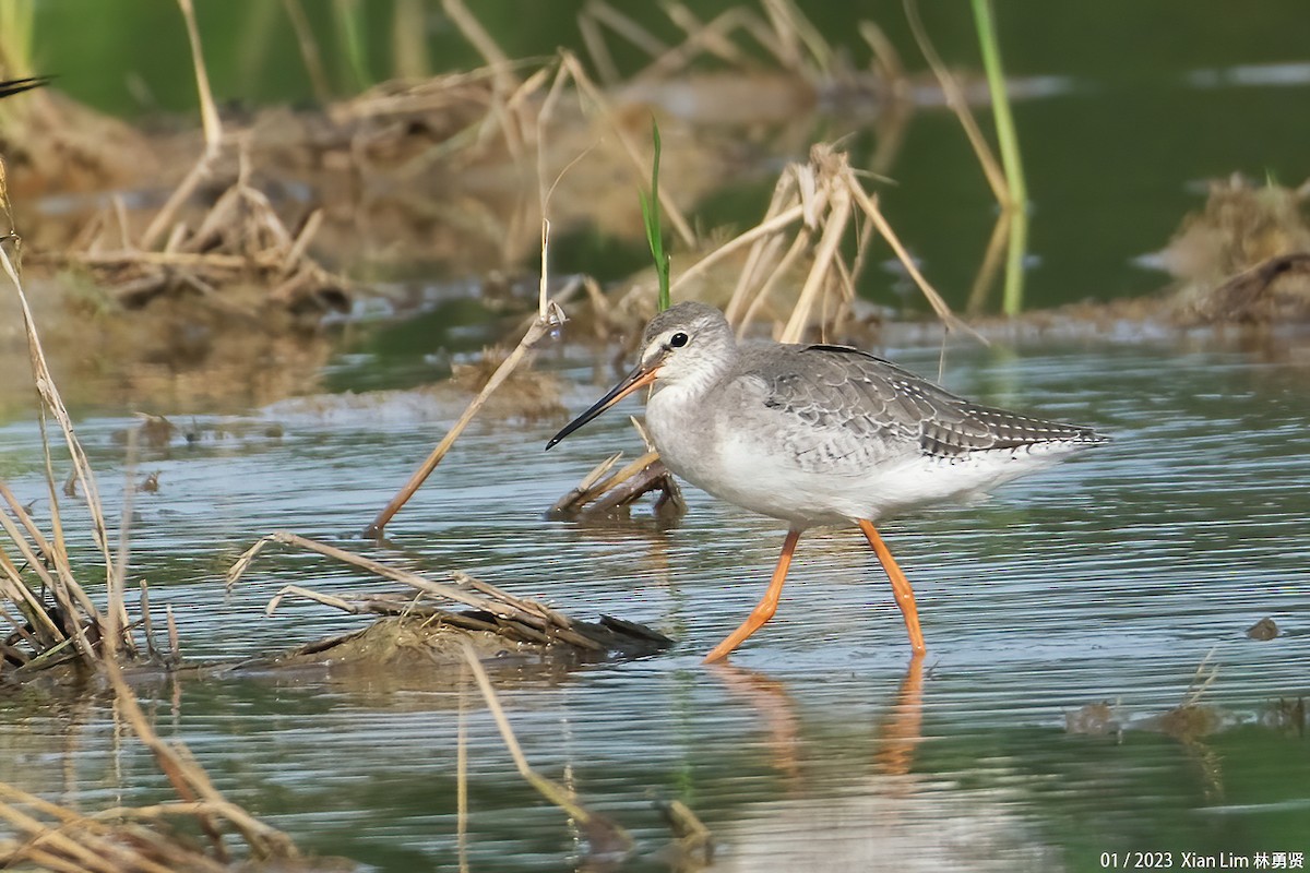 Spotted Redshank - ML520915151