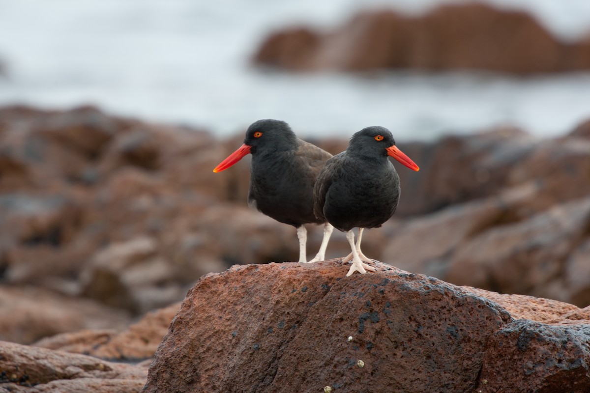 Blackish Oystercatcher - ML520915791