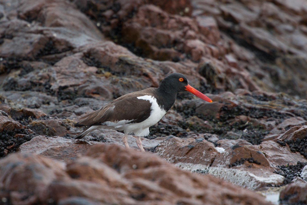 American Oystercatcher - ML520915981