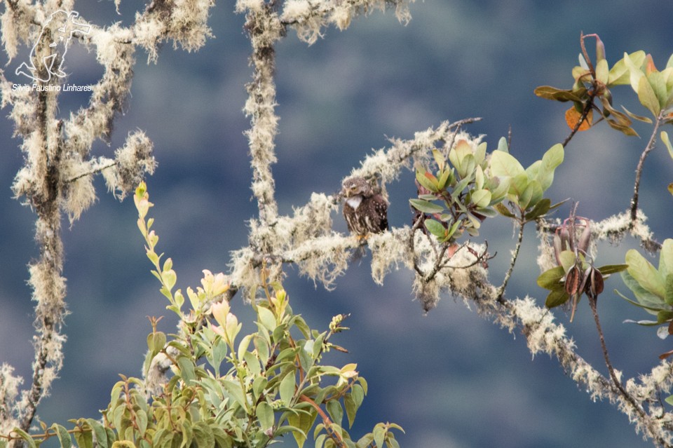 Yungas Pygmy-Owl - ML52091751