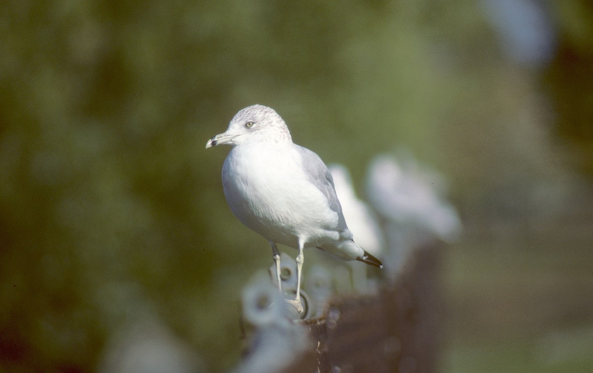 Ring-billed Gull - ML520917591