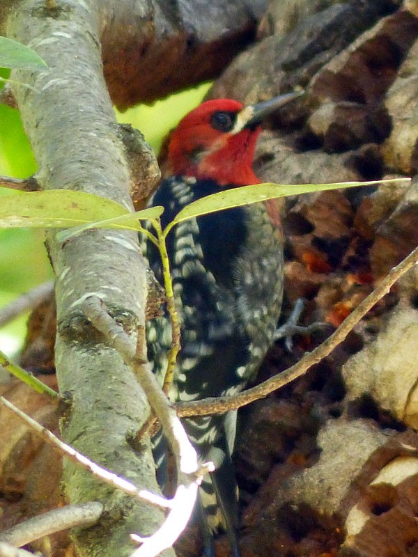 Pic à poitrine rouge - ML52092031