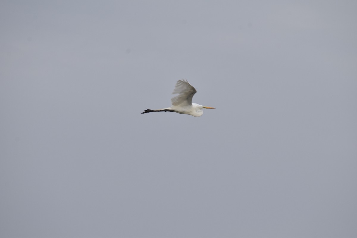 Great Egret - Reynaldo Valdivia Reyes