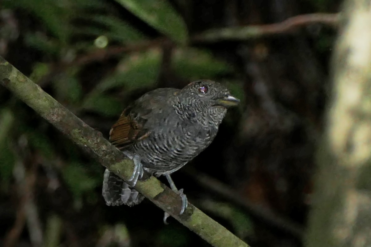 Black-throated Antshrike - ML520920801