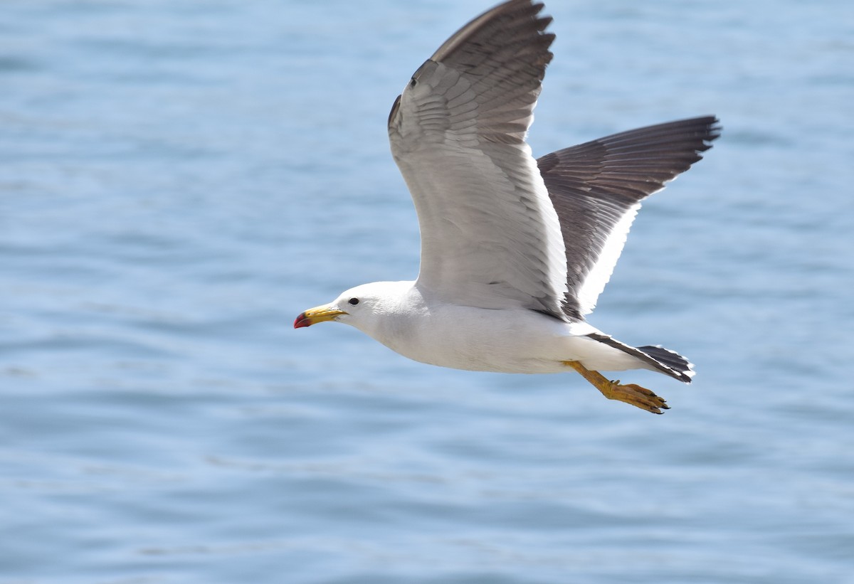 Belcher's Gull - ML520921961